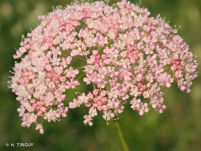 Grand boucage (Pimpinella major) © H. TINGUY