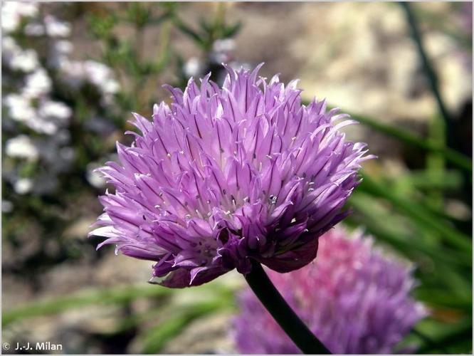 Civette (Allium schoenoprasum) © J.-J. Milan