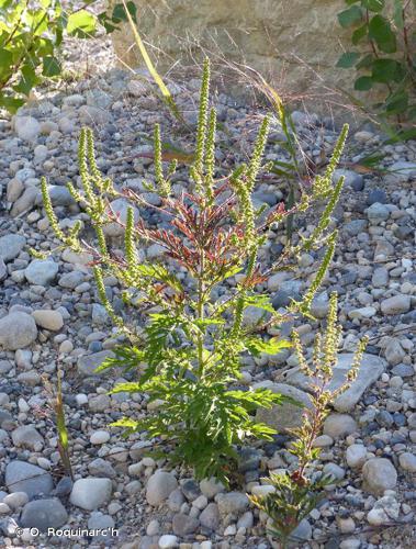 Ambroise élevée (Ambrosia artemisiifolia) © O. Roquinarc'h