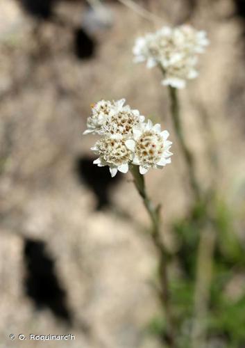 Patte de chat (Antennaria dioica) © O. Roquinarc'h