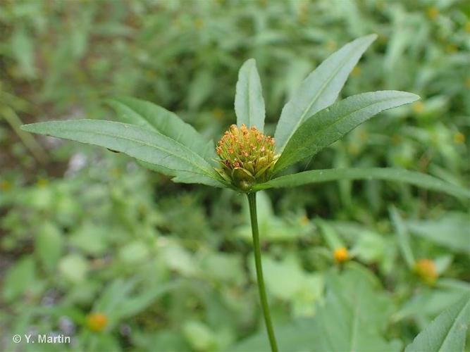 Bident à feuilles connées (Bidens connata) © Y. Martin