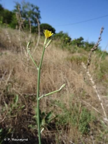 Chondrille à tige de jonc (Chondrilla juncea) © P. Rouveyrol