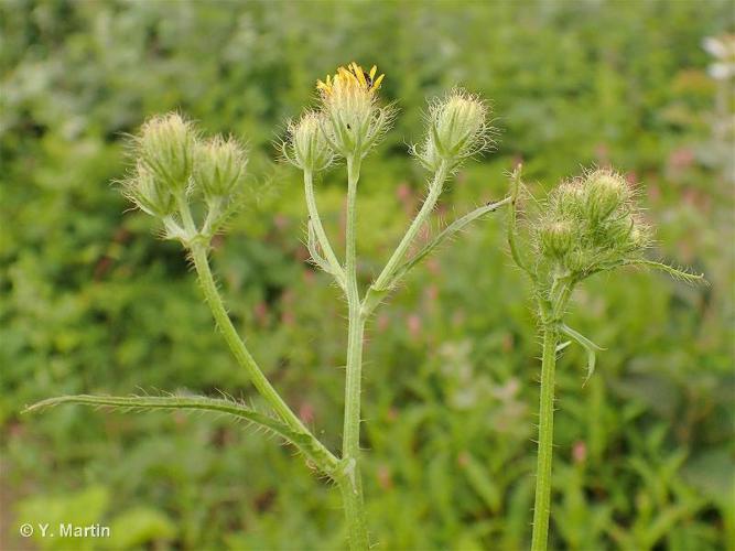 Crépide hérissée (Crepis setosa) © Y. Martin