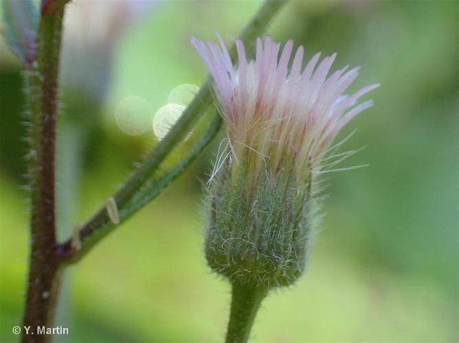 Vergerette acre (Erigeron acris subsp. acris) © Y. Martin