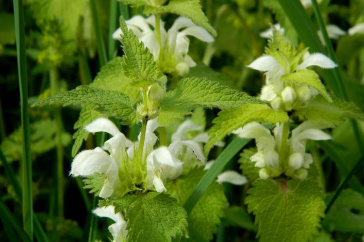 Lamier blanc (Lamium album) © Morvan Debroize