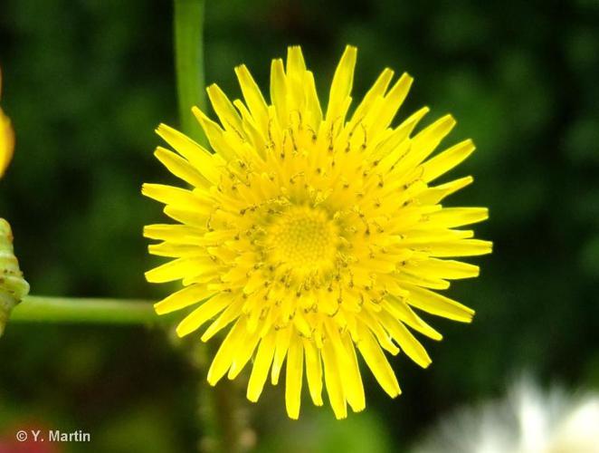 Laiteron rude (Sonchus asper subsp. asper) © Y. Martin