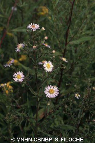 Aster à feuilles de Saule (Aster x salignus) © MNHN-CBNBP S. Filoche