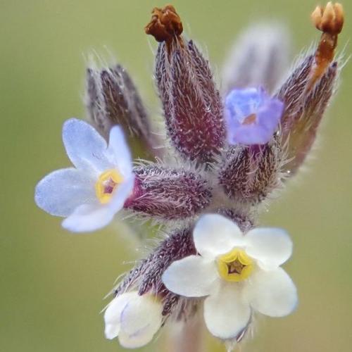 Myosotis douteux (Myosotis dubia) © H. TINGUY