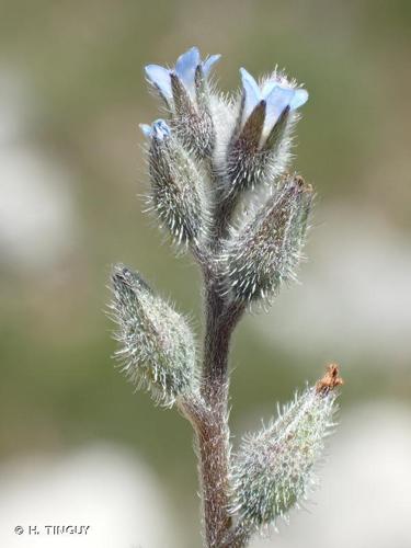 Myosotis raide (Myosotis stricta) © H. TINGUY