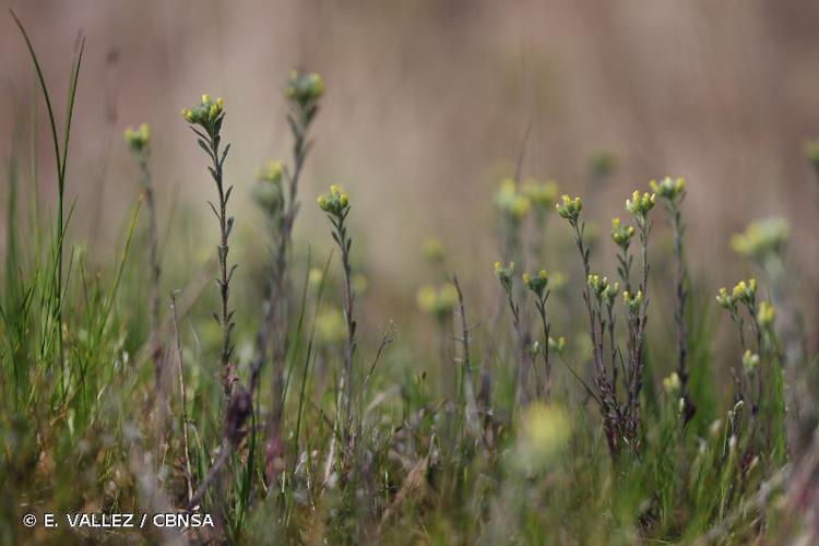 Alysson à calice persistant (Alyssum alyssoides) © E. VALLEZ / CBNSA