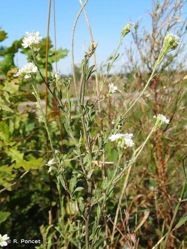 Alysson blanc (Berteroa incana) © R. Poncet