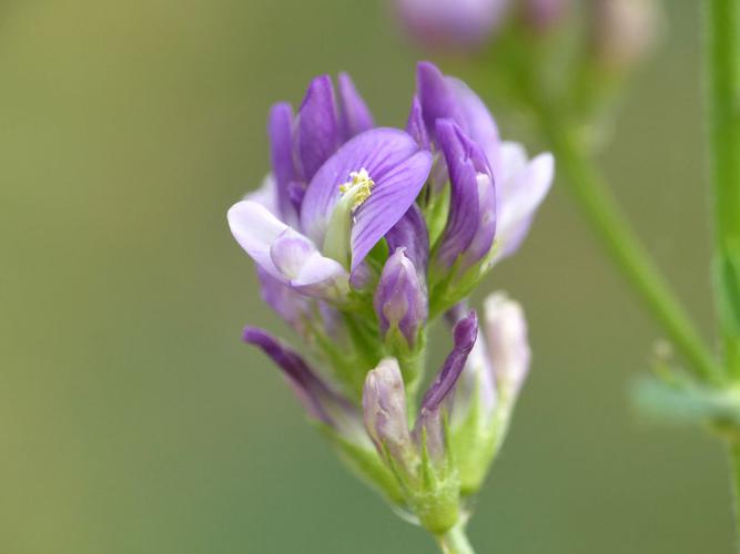 Luzerne cultivée (Medicago sativa) © Morvan Debroize