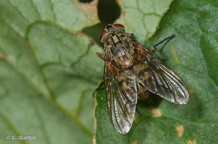 Phaonia valida © C. Quintin