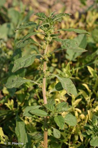 Amarante africaine (Amaranthus graecizans) © S. Filoche