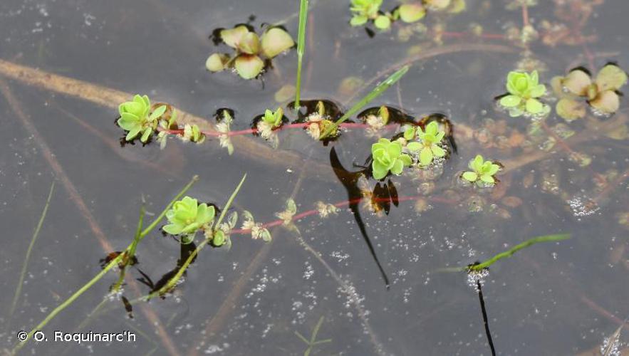 Illécèbre verticillé (Illecebrum verticillatum) © O. Roquinarc'h