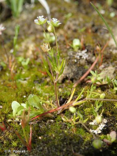 Sagine apétale (Sagina apetala) © R. Poncet