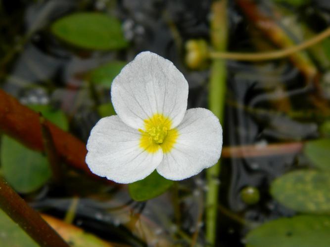 Flûteau nageant (Luronium natans) © Morvan Debroize