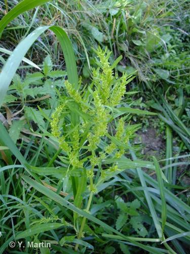 Patience maritime (Rumex maritimus) © Y. Martin