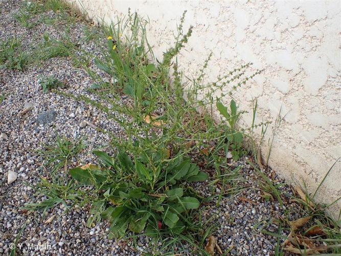 Patience élégante (Rumex pulcher) © Y. Martin