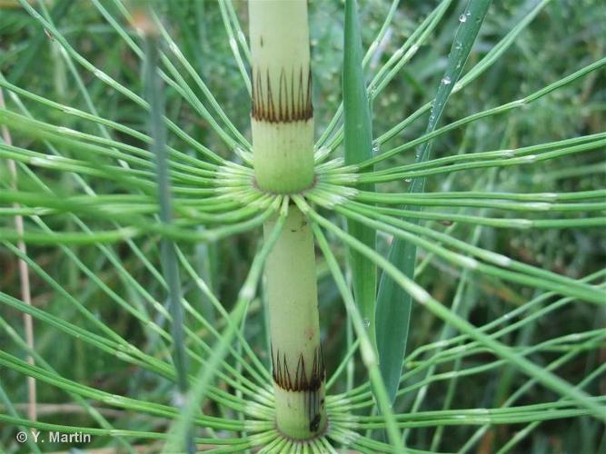 Grande prêle (Equisetum telmateia) © Y. Martin