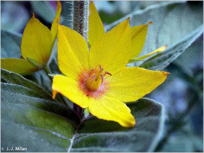 Lysimaque ponctuée (Lysimachia punctata) © J.-J. Milan