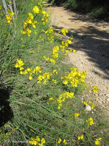 Genêt d'Espagne (Spartium junceum) © P. Rouveyrol