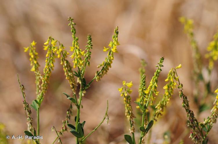 Mélilot jaune (Trigonella officinalis) © A.-H. Paradis