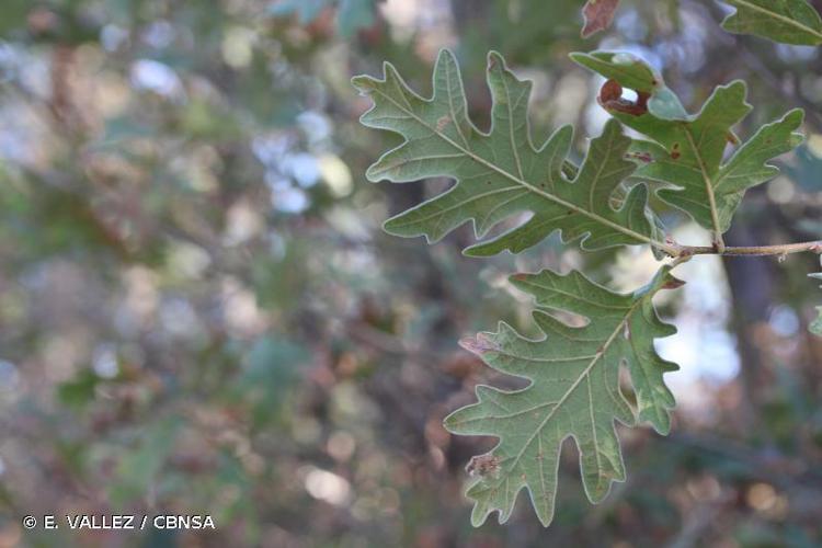 Chêne tauzin (Quercus pyrenaica) © E. VALLEZ / CBNSA