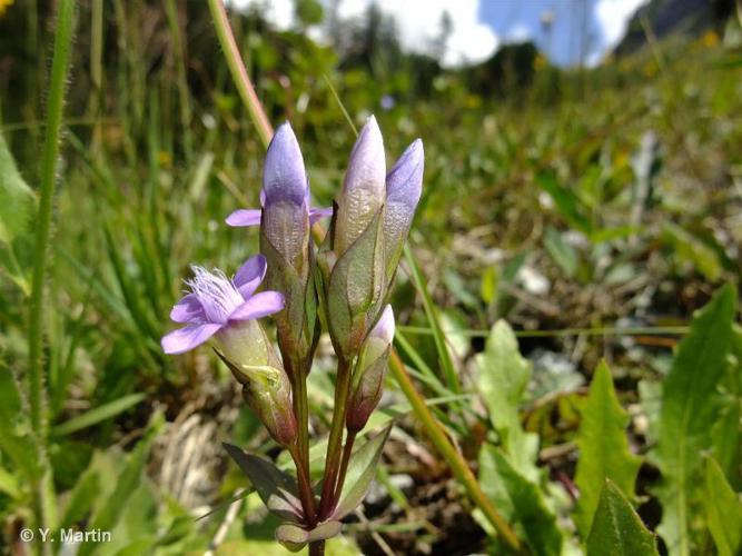 Gentianelle des champs (Gentianella campestris) © Y. Martin