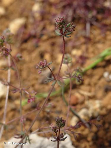 Gaillet de Paris (Galium parisiense) © P. Rouveyrol