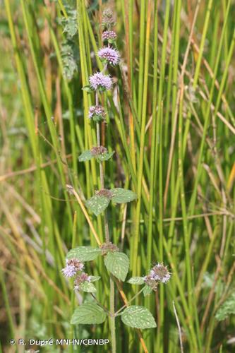 Menthe verticillée (Mentha x verticillata) © R. Dupré MNHN/CBNBP