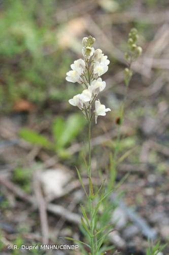 Linaire des haies (Linaria x sepium) © R. Dupré MNHN/CBNBP