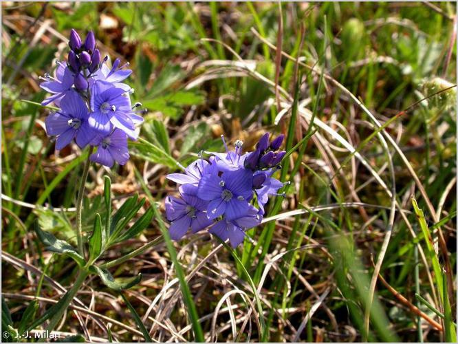 Véronique d'Autriche (Veronica austriaca) © J.-J. Milan