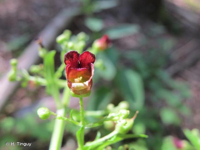 Scrofulaire des ombrages (Scrophularia oblongifolia) © H. Tinguy