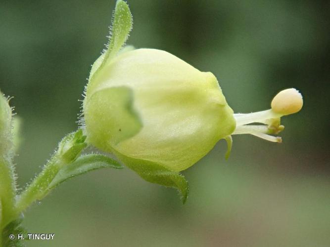 Scrophulaire printanière (Scrophularia vernalis) © H. TINGUY