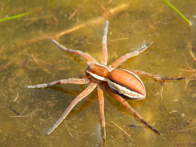 Dolomède des marais (Dolomedes fimbriatus) © Morvan Debroize