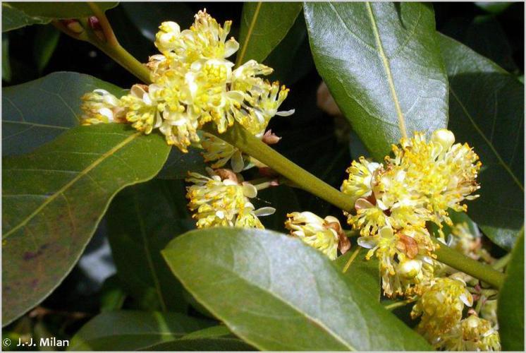 Laurier-sauce (Laurus nobilis) © J.-J. Milan