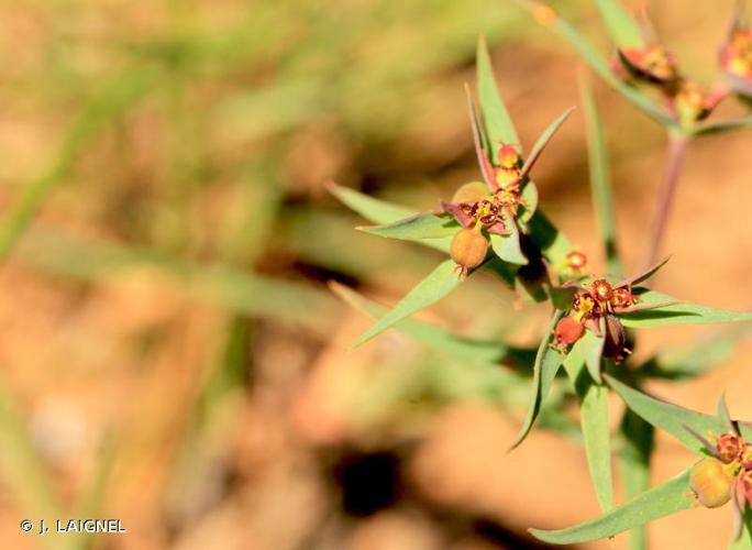 Euphorbe fluette (Euphorbia exigua) © J. LAIGNEL