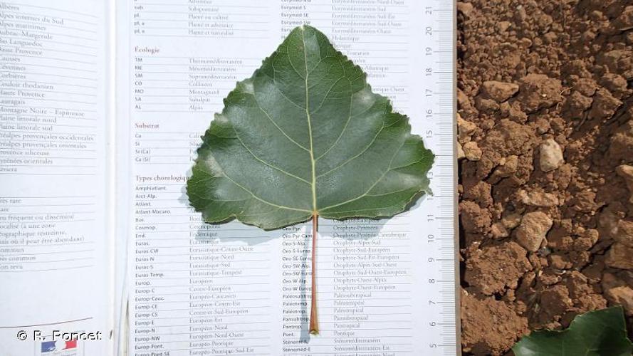 Peuplier du Canada (Populus x canadensis) © R. Poncet