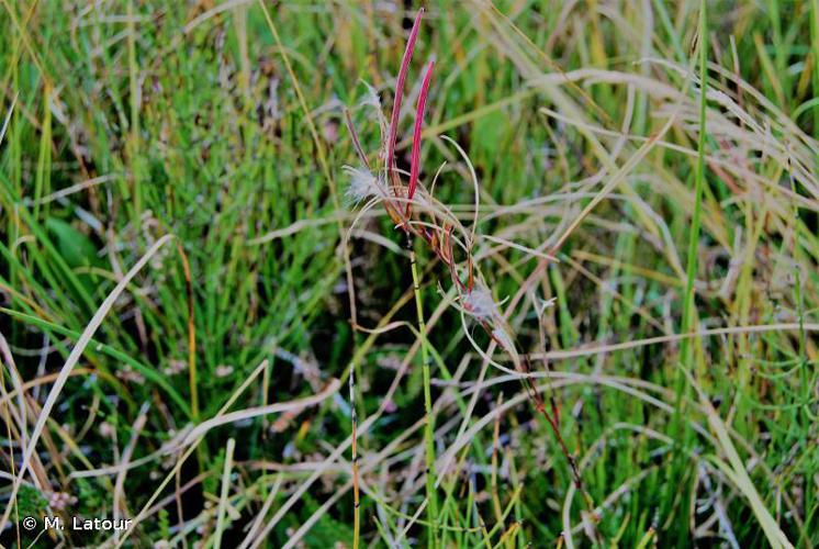 Épilobe des marais (Epilobium palustre) © M. Latour