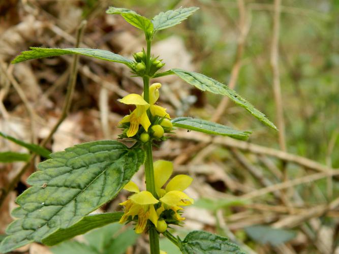 Lamier jaune (Lamium galeobdolon) © Morvan Debroize