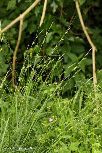 Laîche appauvrie (Carex depauperata) © O. Roquinarc'h