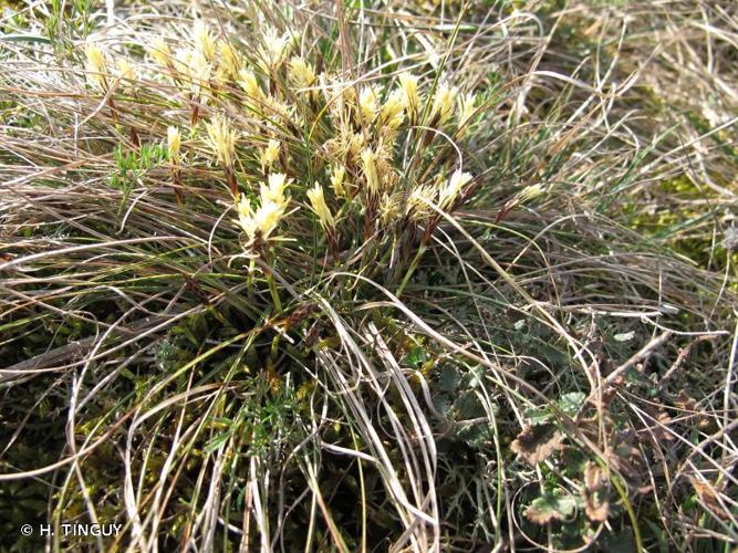 Laîche humble (Carex humilis) © H. TINGUY