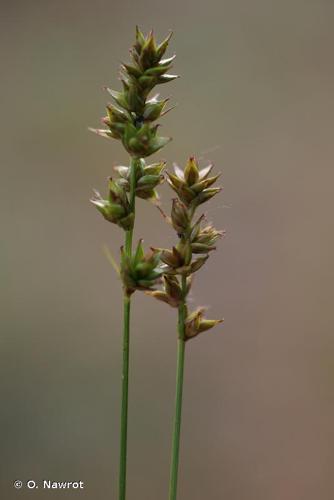 Laîche de Leers (Carex leersii) © O. Nawrot