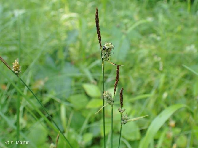 Laîche tomenteuse (Carex tomentosa) © Y. Martin