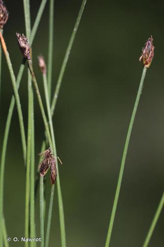 Scirpe pauciflore (Eleocharis quinqueflora) © O. Nawrot