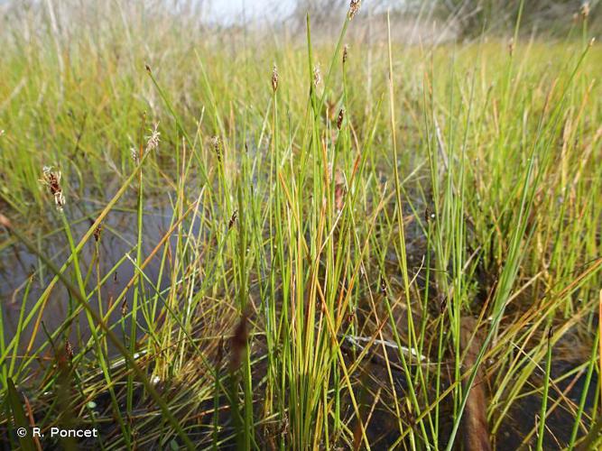 Scirpe à une écaille (Eleocharis uniglumis) © R. Poncet