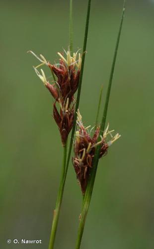 Rhynchospore brun (Rhynchospora fusca) © O. Nawrot