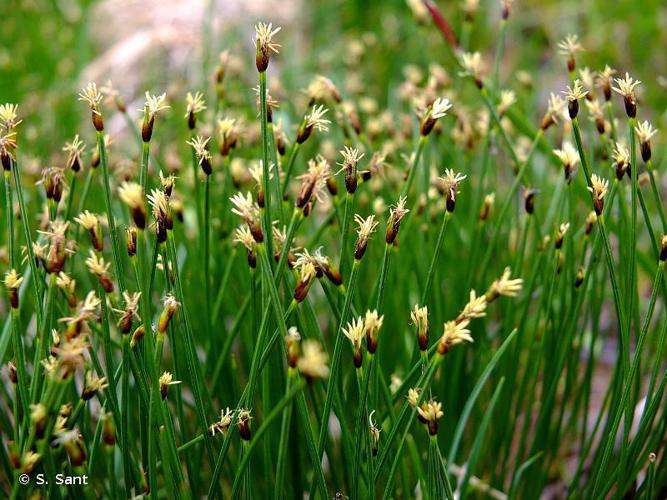 Scirpe en touffe (Trichophorum cespitosum) © S. Sant