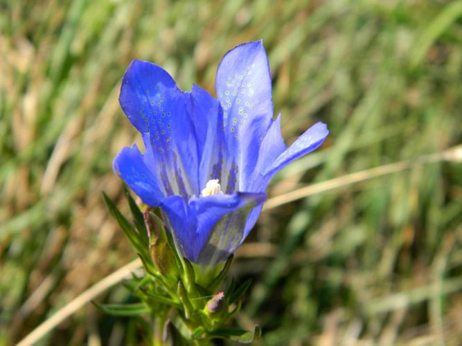 Gentiane pneumonanthe (Gentiana pneumonanthe) © Morvan Debroize